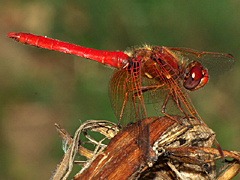 Cardinal Meadowhawk